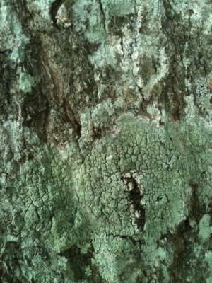 lichen3